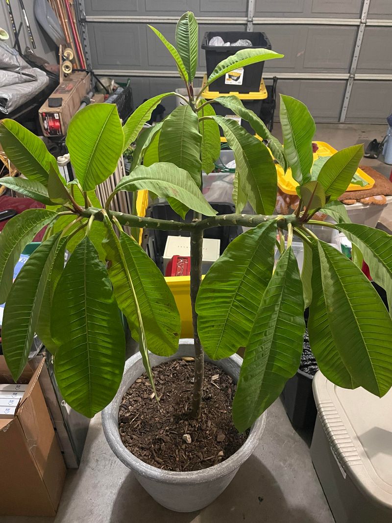 Store Bare Plants In A Cool Frost Free Spot