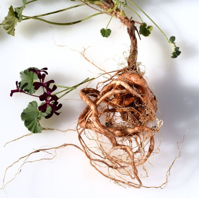 Store Bare-Root Plants In A Cool, Dark Spot Store Bare-Root Plants In A Cool, Dark Spot