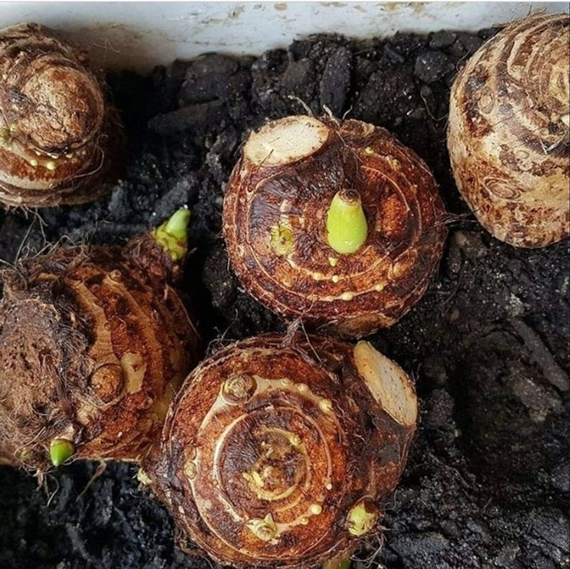 Store Corms Cool, Dry, And Well Ventilated
