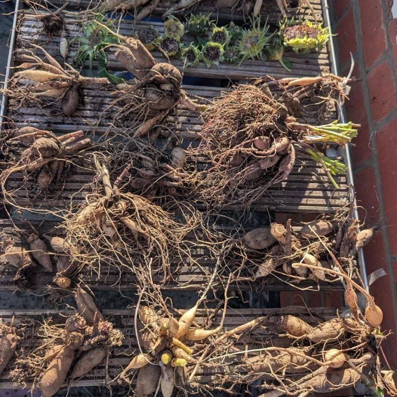 Store Dormant Plants Where They Won't Freeze Store Dormant Plants Where They Won't Freeze