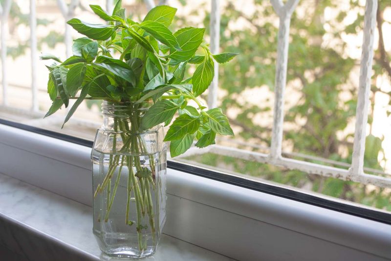 Store Fresh Basil Like Cut Flowers