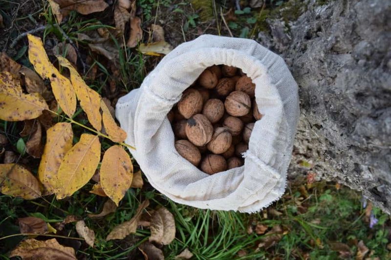 Store Nuts In A Cool Dry Place