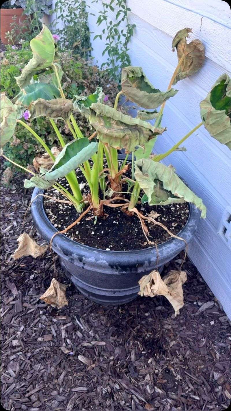 Store Potted Plants Dormant In A Sheltered Space