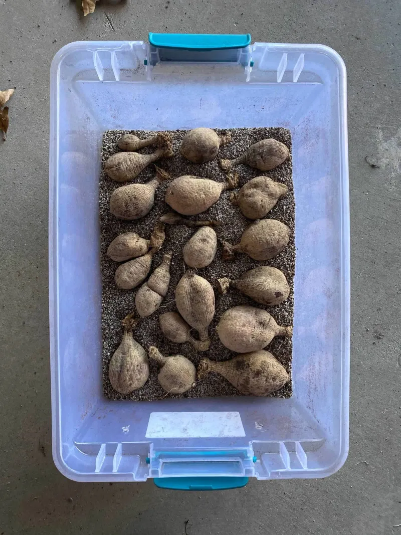 Store Them Around 45 Degrees And Check Monthly Store Them Around 45 Degrees And Check Monthly