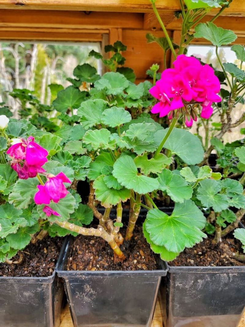 Store Them Bare-Root Over Winter Store Them Bare-Root Over Winter