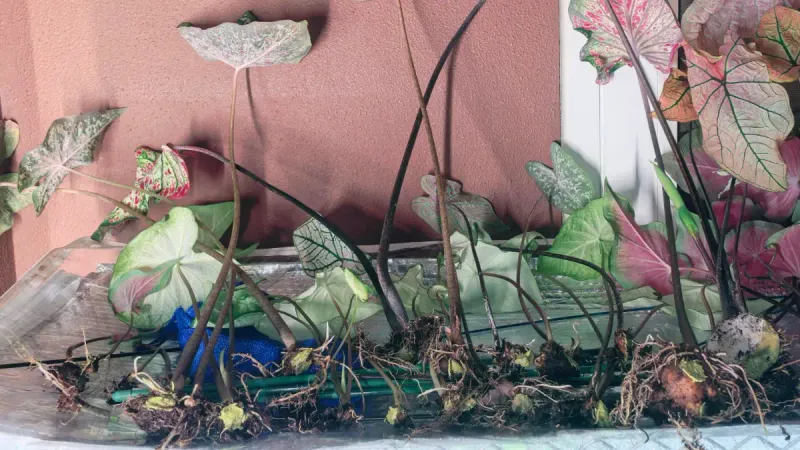 Store Them Warmer Than Most Bulbs Store Them Warmer Than Most Bulbs