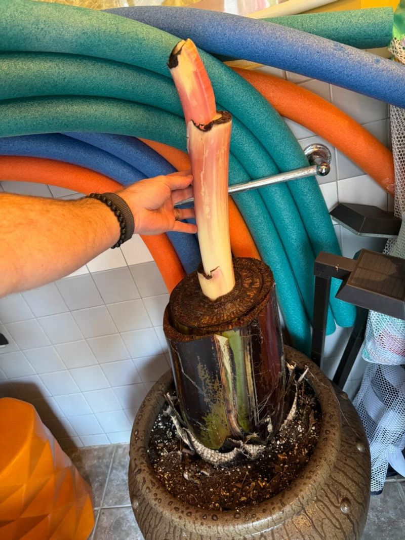 Store Tropical Bananas Dormant In A Basement Or Garage Store Tropical Bananas Dormant In A Basement Or Garage
