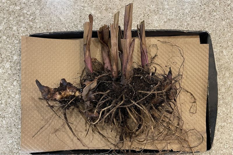 Stored Rhizomes Need A Cool Frost Free Location Stored Rhizomes Need A Cool Frost Free Location