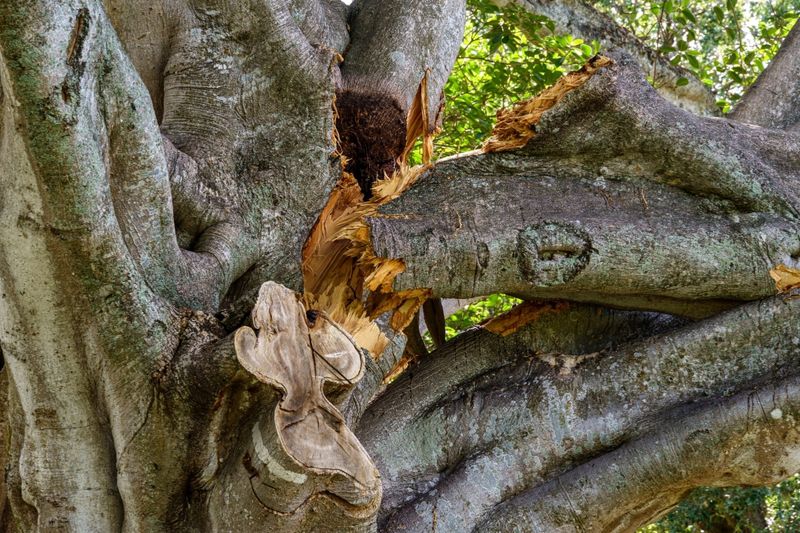 Storm-Damaged Branches Are The Exception