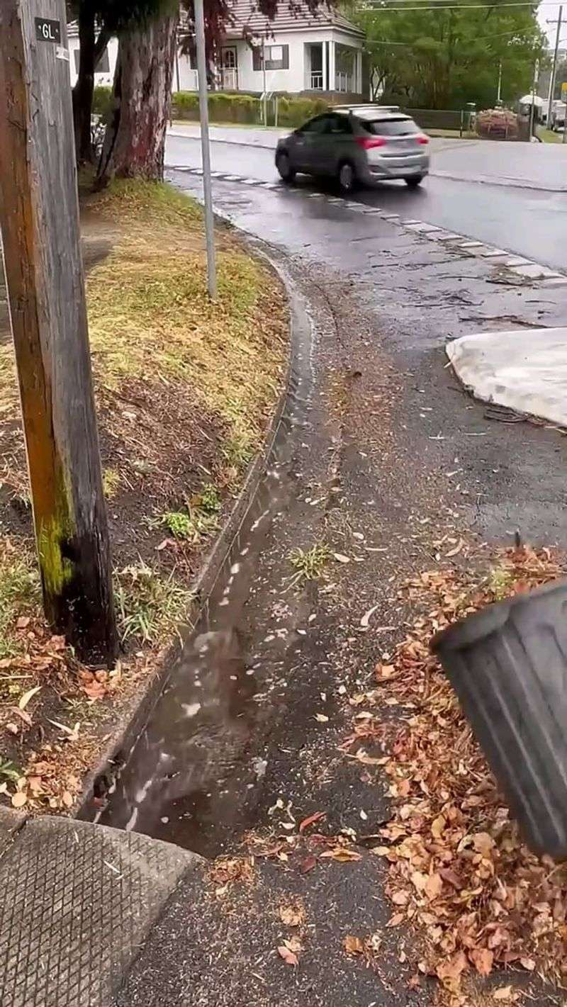 Storm Drains Fill With Leaf Mats Storm Drains Fill With Leaf Mats