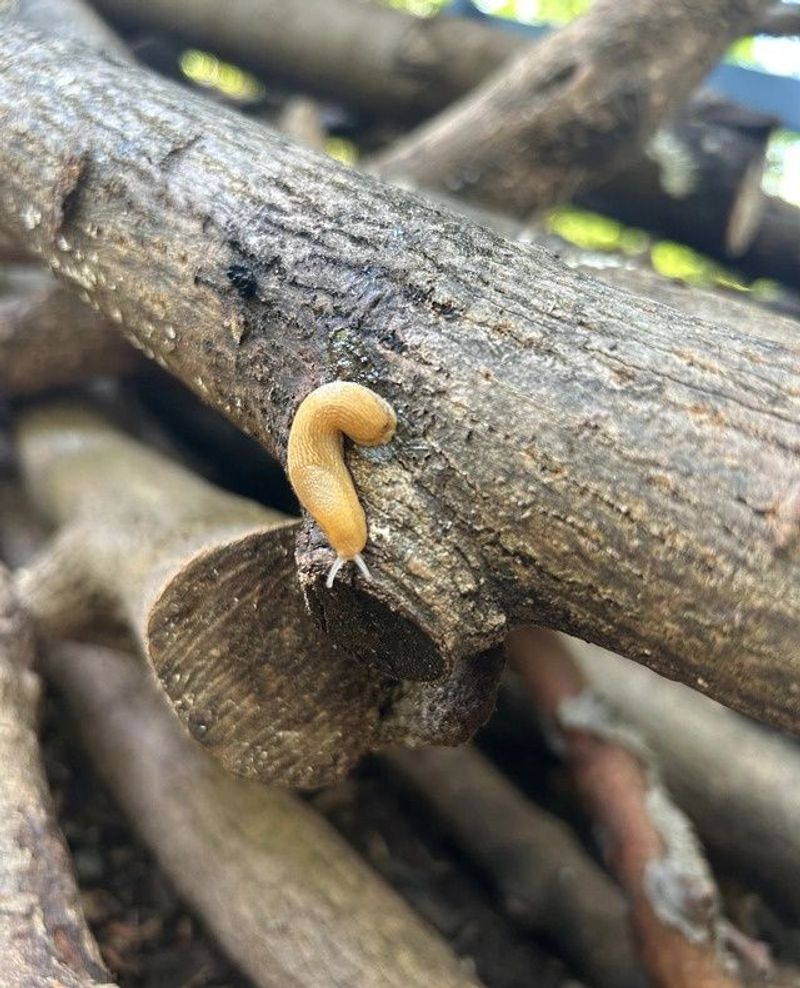 Storms Also Stir Up Worms, Slugs, And Insects To Eat Storms Also Stir Up Worms, Slugs, And Insects To Eat