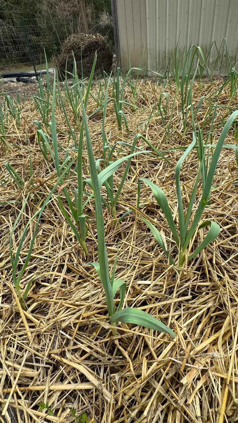 Straw Mulch For Winter Protection Straw Mulch For Winter Protection
