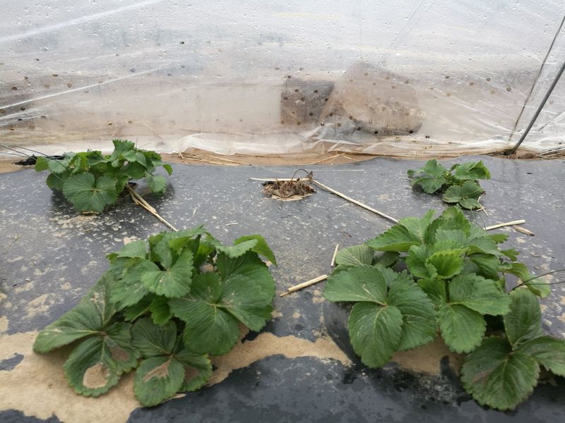 Strawberries Deserve A Blanket For Their Blossoms