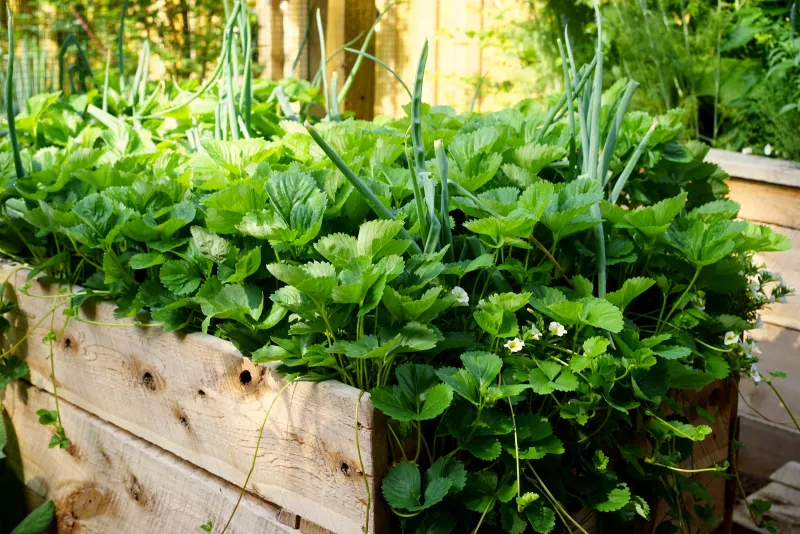 Strawberries Make A Low Growing Partner Strawberries Make A Low Growing Partner