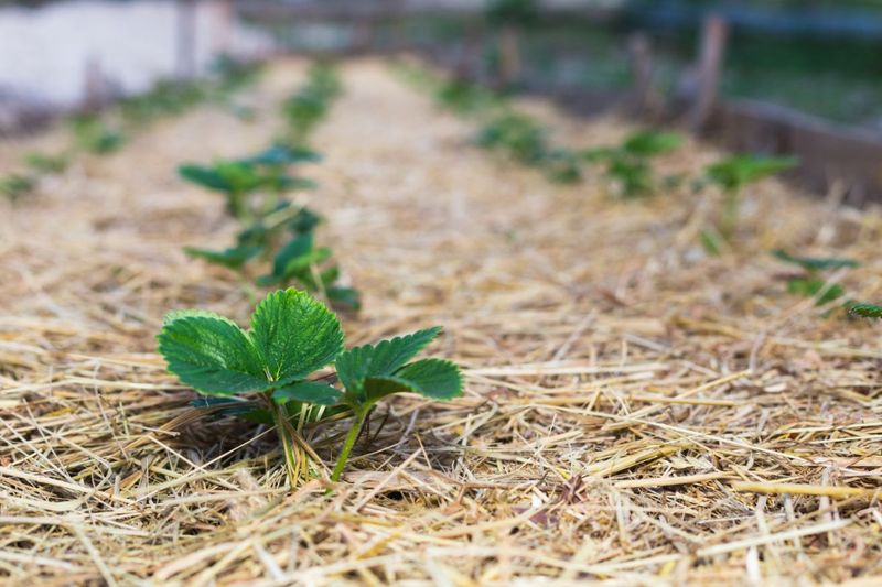 Strawberries Need A Cozy Bed Strawberries Need A Cozy Bed