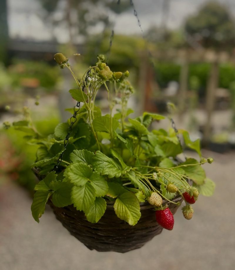 Strawberries Plant Now, Pick In Spring