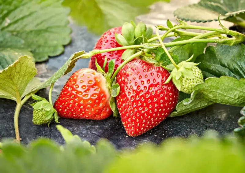 Strawberries