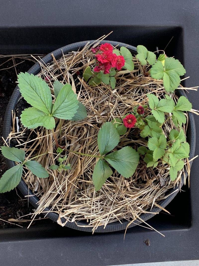 Strawberry Plants Rest Safely Under A Loose Cover Strawberry Plants Rest Safely Under A Loose Cover