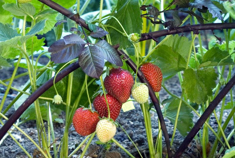 Strawberry Transplants Set Out This Fall Can Fruit By Late Winter Strawberry Transplants Set Out This Fall Can Fruit By Late Winter