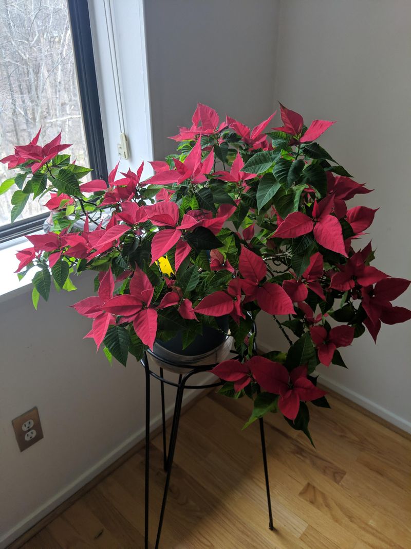 Stray Light From A Porch Or Hallway Can Delay Coloring