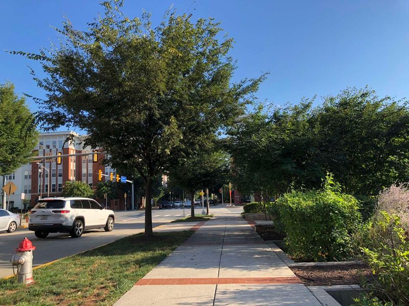 Street Trees Along Public Roads And Sidewalks