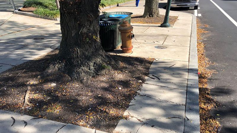 Street Trees Planted Between Sidewalk And Curb