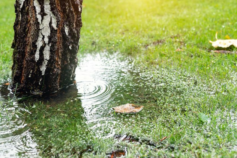 Stress From Flooding Can Show Up In The Leaves Next Spring Stress From Flooding Can Show Up In The Leaves Next Spring