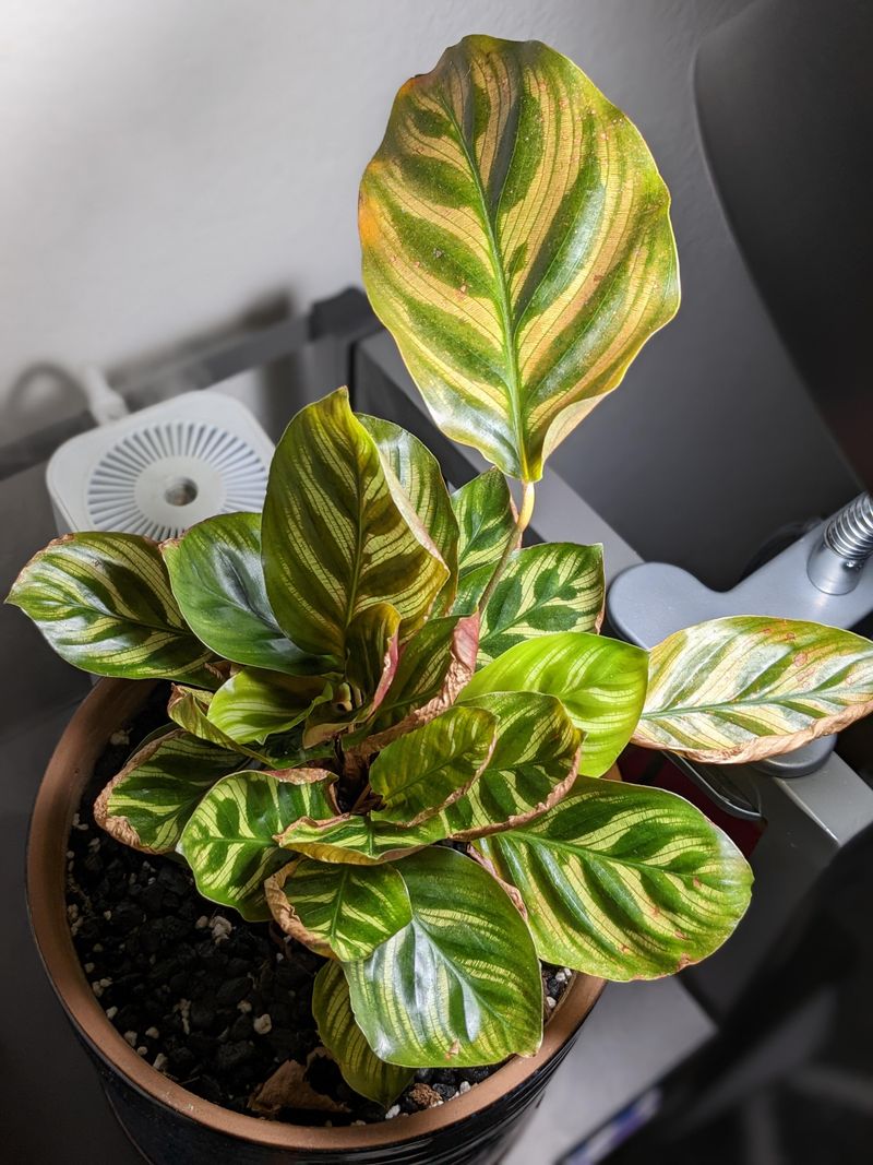 Stressed Plants Are Easier Targets