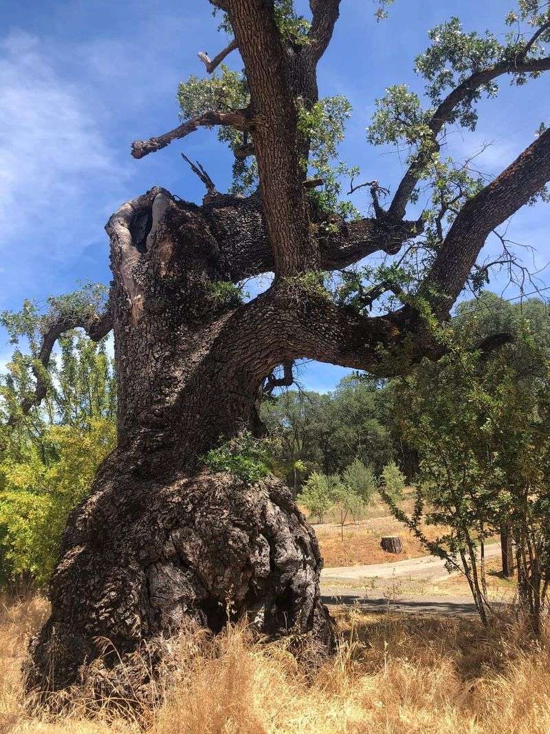 Stressed Trees Face The Most Risk Stressed Trees Face The Most Risk