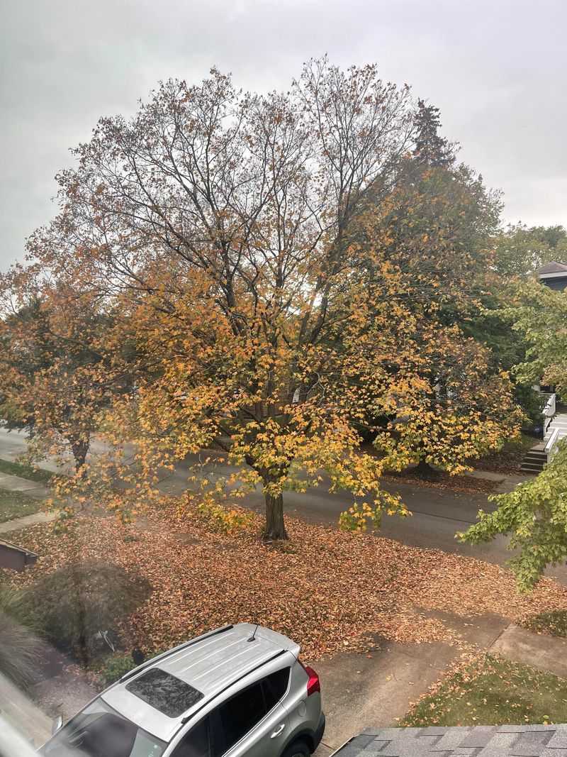 Stressed Trees May Drop Leaves Before Peaking