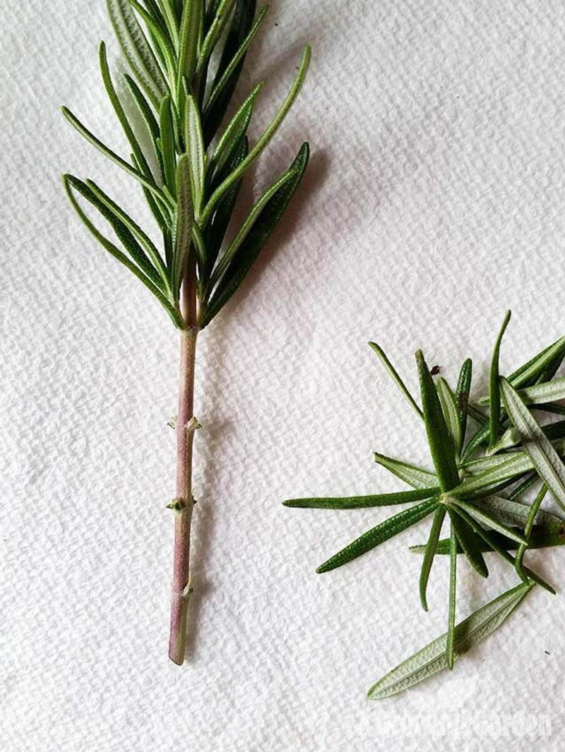 Strip The Bottom Leaves Strip The Bottom Leaves