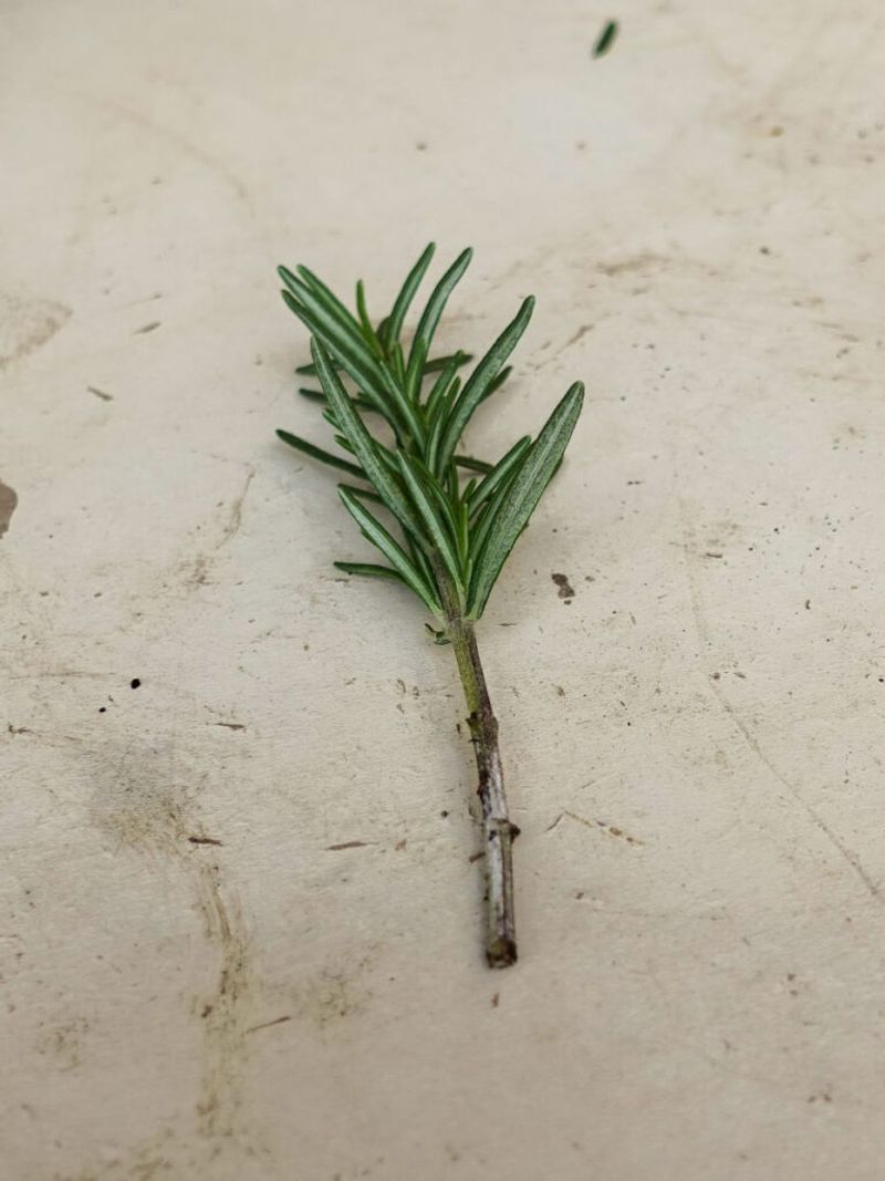 Strip The Leaves From The Bottom Half