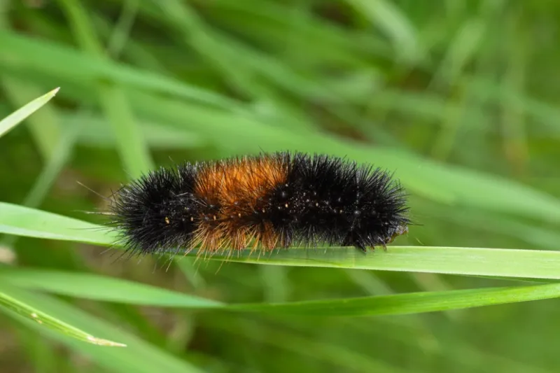Stripe Width Reflects Age And Growing Conditions