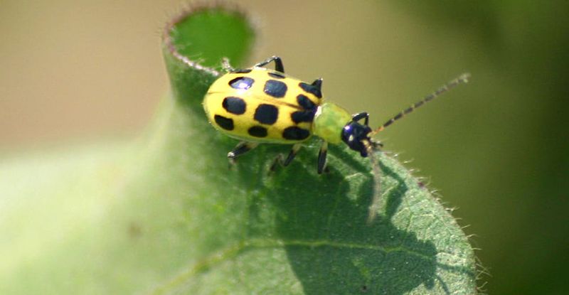 Striped And Spotted Beetles Behave Differently