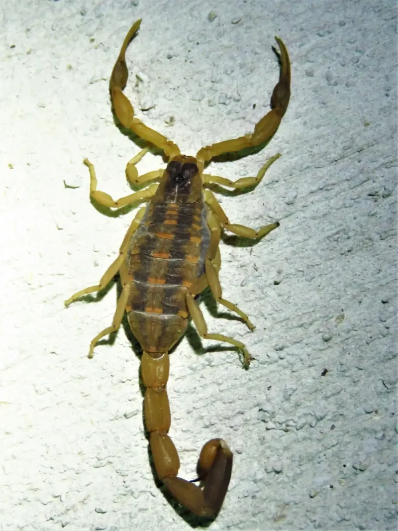 Striped Bark Scorpion