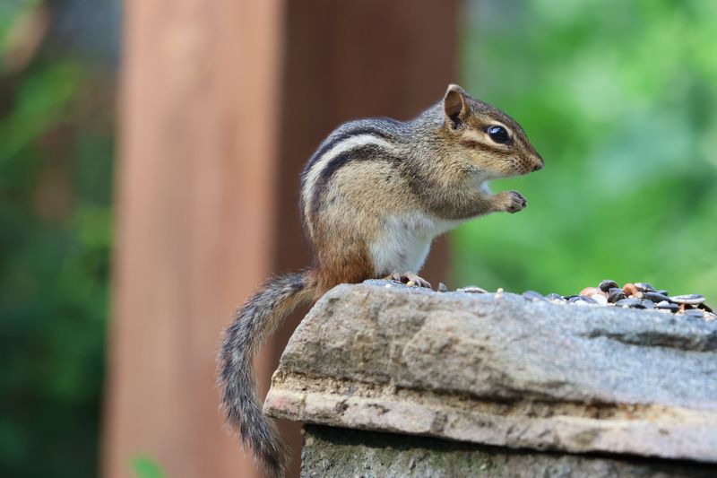 Striped Chipmunks