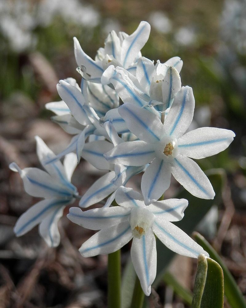 Striped Squill