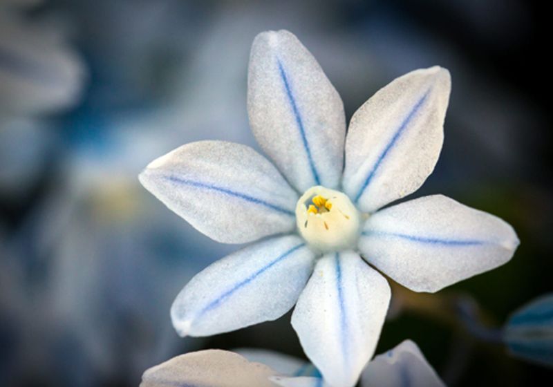 Striped Squill Striped Squill