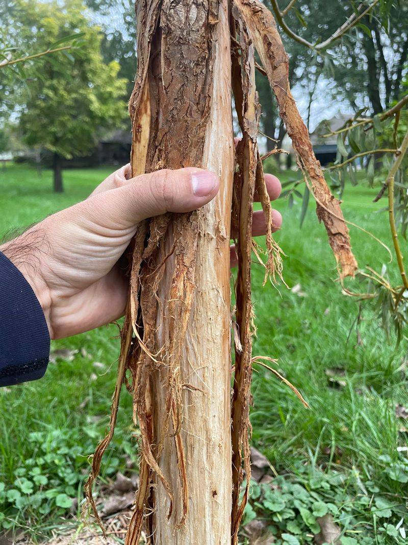 Stripped Bark Can Girdle A Tree