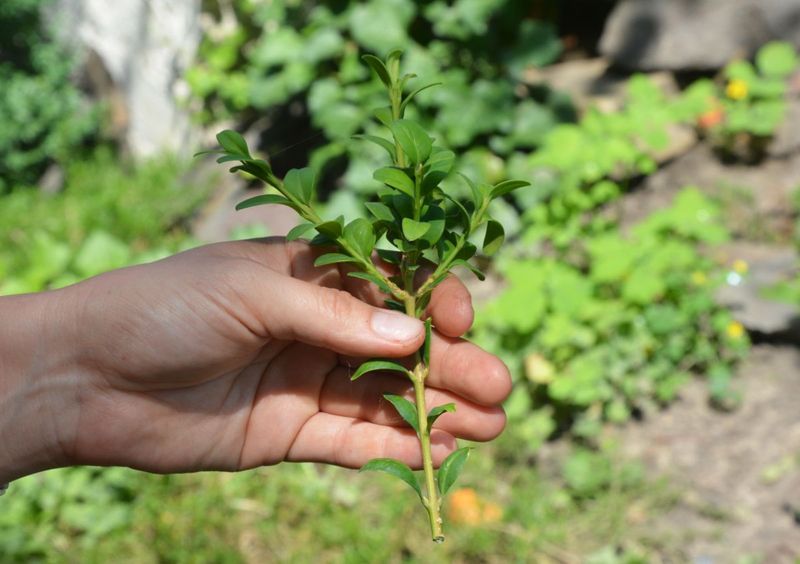 Stripped Stems Dipped In Rooting Hormone Get A Better Start Stripped Stems Dipped In Rooting Hormone Get A Better Start