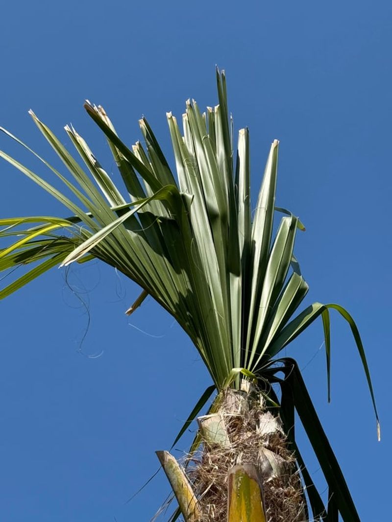 Stripping Healthy Green Fronds From Palms Leaves Them Weaker