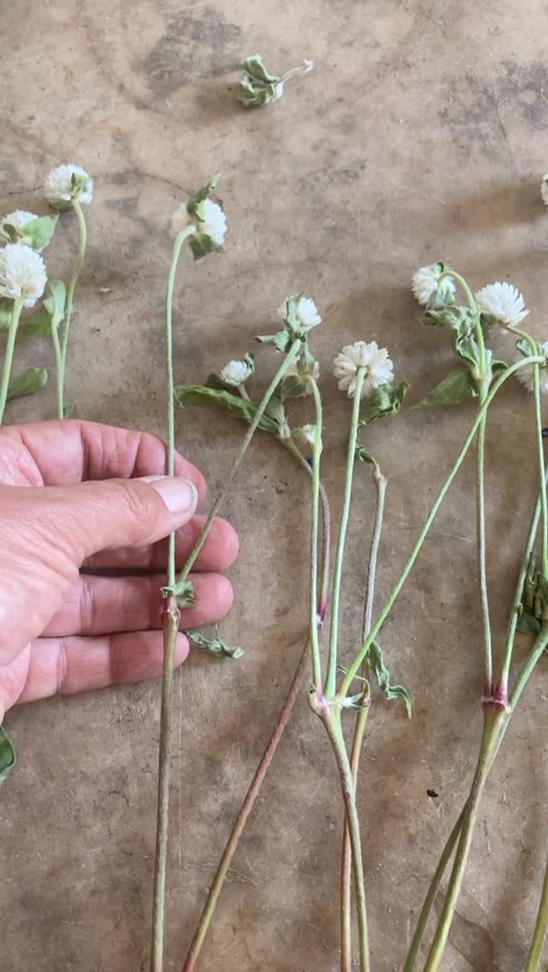 Stripping The Leaves Helps Stems Dry Faster