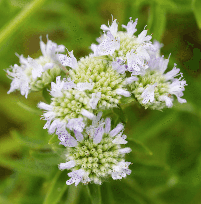 Strongly Scented Herbs Often Turn Deer Away