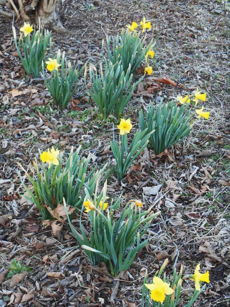 Struggling Bulbs Bloom Poorly In Spring