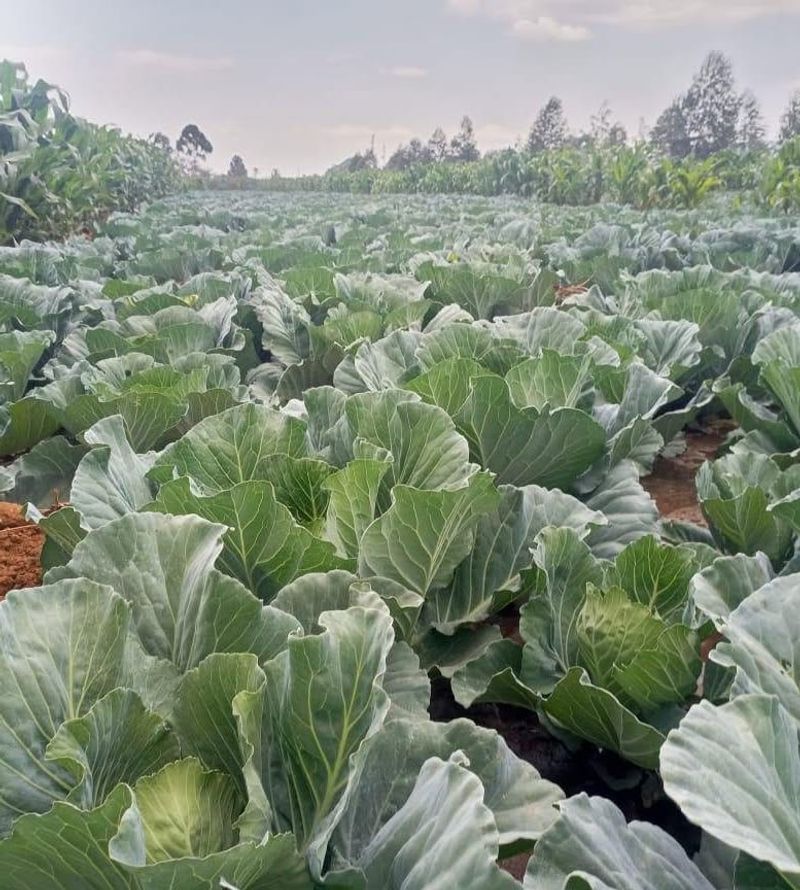 Struggling Cabbage Family Crops May Have Clubroot