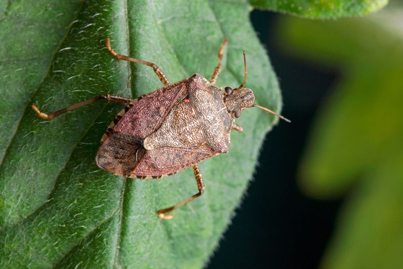 Studies Found Clove Oil Blocked Stink Bug Attraction Studies Found Clove Oil Blocked Stink Bug Attraction
