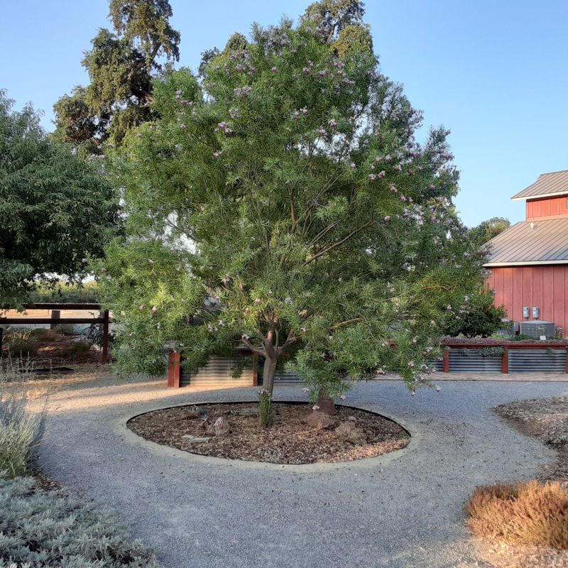 Study the Shape for Winter Pruning