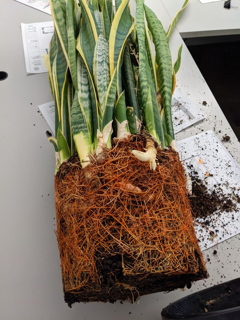 Stunted Growth in a Crowded Pot Stunted Growth in a Crowded Pot