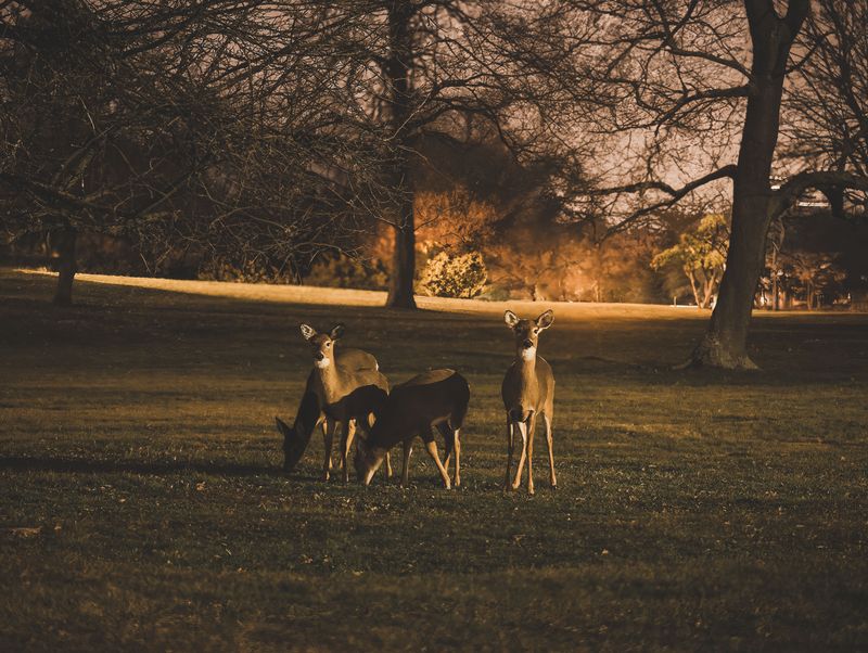 Suburban Deer Herds Have Grown Bigger Than Many People Realize