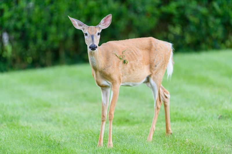 Suburban Deer Herds May Keep Visiting Anyway